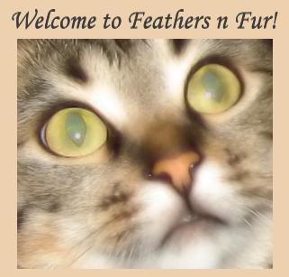  Welcome to Feathers n Fur! 